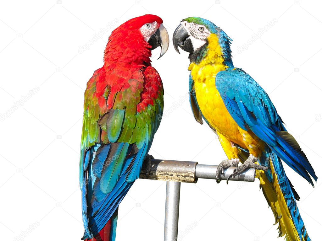 Two beautiful bright colored parrots