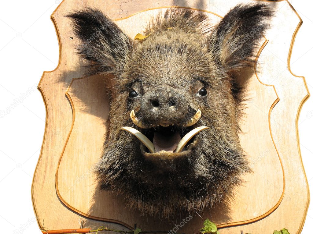 Stuffed wild boar head on wooden Board