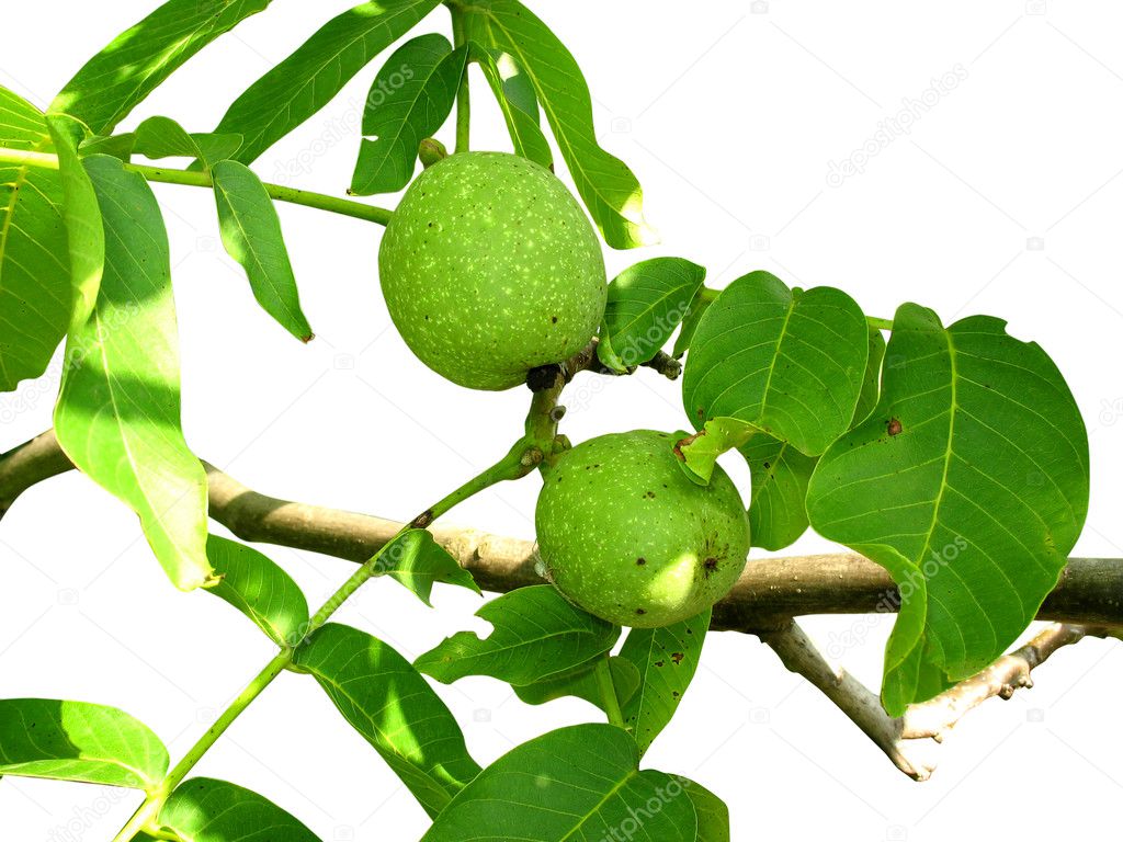 Walnuts growing on the branch isolated