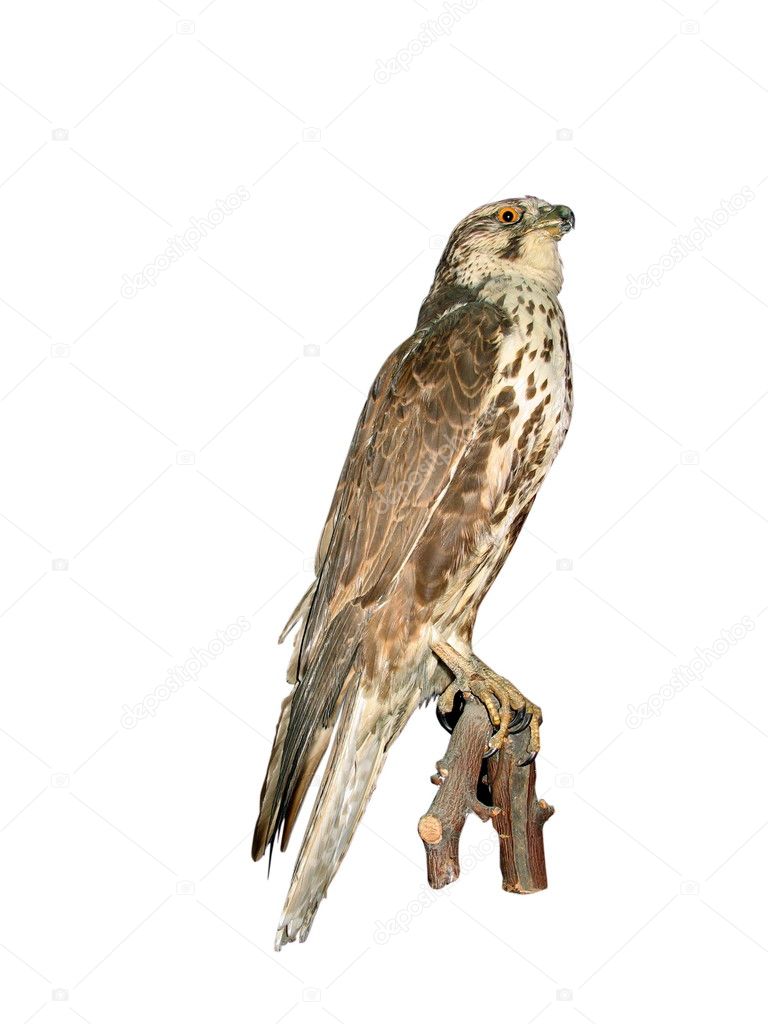 Falcon isolated over white background
