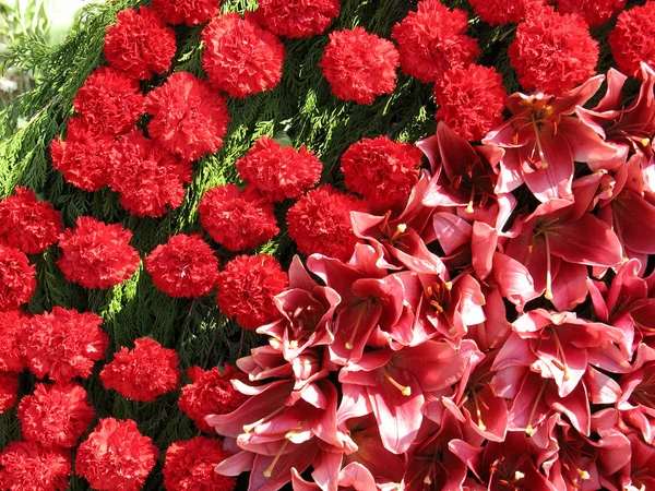 stock image Bright red flowers with green leaves