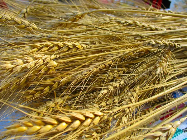 Closeup of golden grain wheat ears