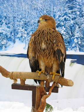 Eagle siting on a support winter forest clipart
