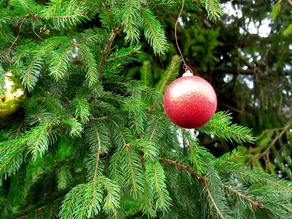 빨간 공 함께 크리스마스 트리 지점 — 스톡 사진