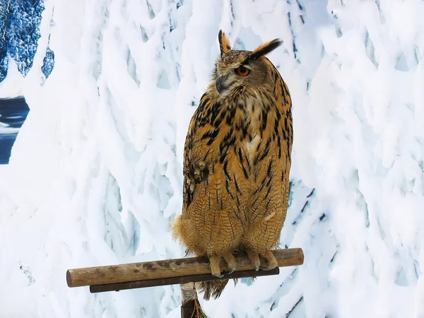 Great horned owl op een drager — Stockfoto