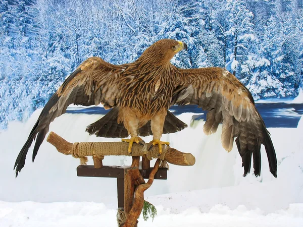 Eagle siting on a support winter forest — Stock Photo, Image
