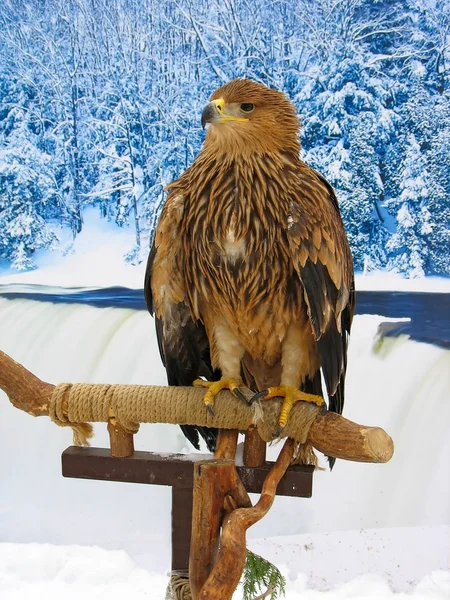 Águia situada em uma floresta de inverno de apoio — Fotografia de Stock