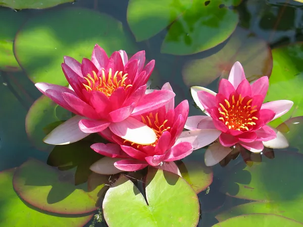 Krásné kvetoucí červené lekníny lotus — Stock fotografie