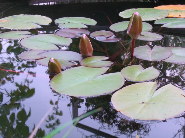 Näckros lotus blomma gröna blad — Stockfoto