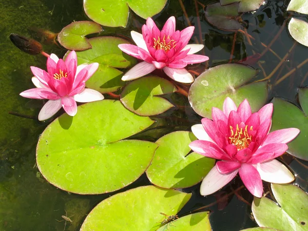 Vackra blommande röd näckros lotus — Stockfoto