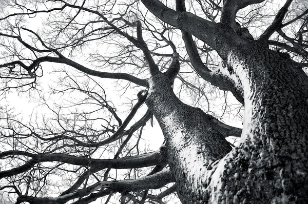Árvore de inverno imagem conceitual . — Fotografia de Stock