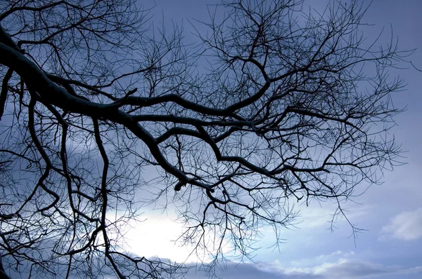 Träd konceptuell bild. — Stockfoto