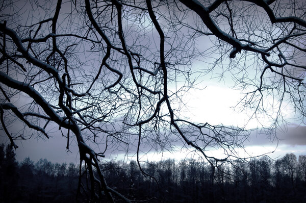 Tree conceptual image. Winter night in dark forest.