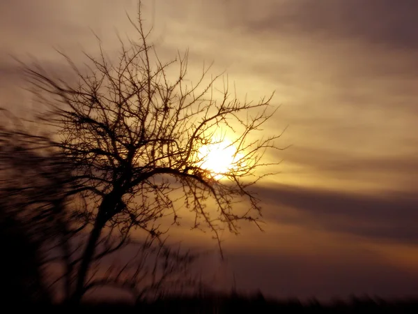 Baum und Sonnenuntergang konzeptionelles Bild. — Stockfoto