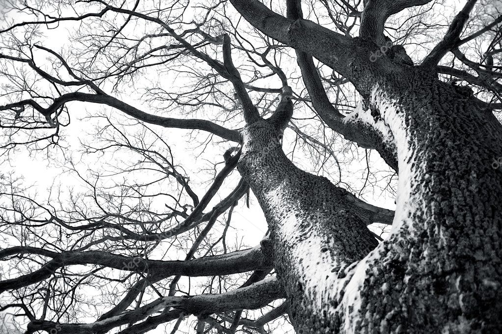 Winter tree conceptual image.