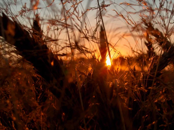 Conceptuele afbeelding van maïs en zonsondergang. — Stockfoto
