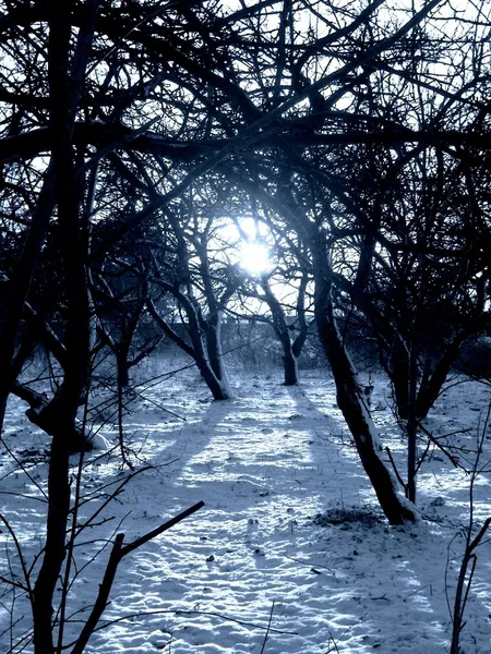 冬季日落森林图像中. — 图库照片