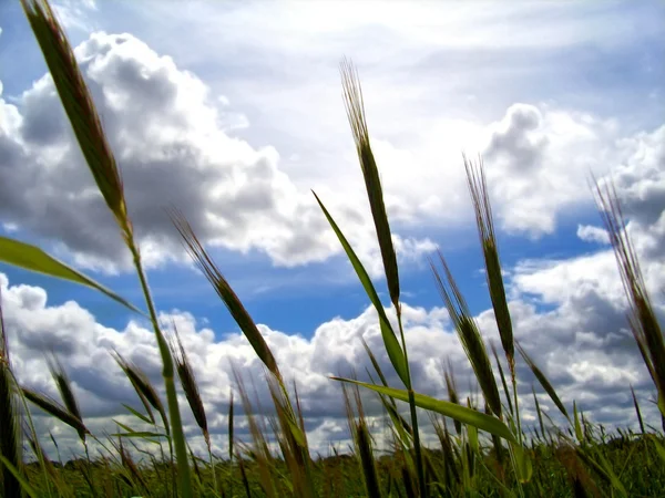 Kukurydza i niebo obraz koncepcyjny. — Zdjęcie stockowe