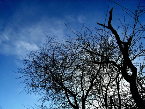 Mraky a koncepční obraz tmavý strom. — Stock fotografie
