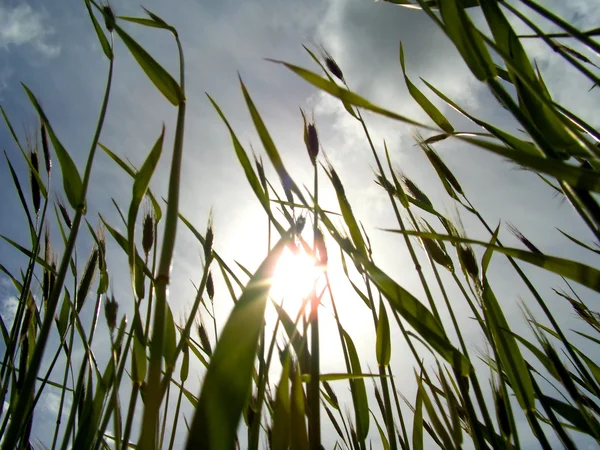 Kukorica és sky fogalmi kép. — Stock Fotó