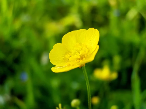 Květin a trávy rámcové obrázek. — Stock fotografie