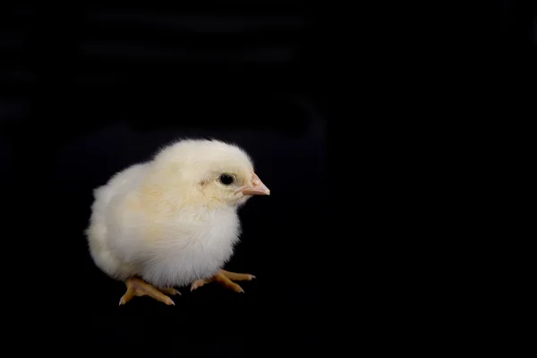 Bambino pollo su nero — Foto Stock