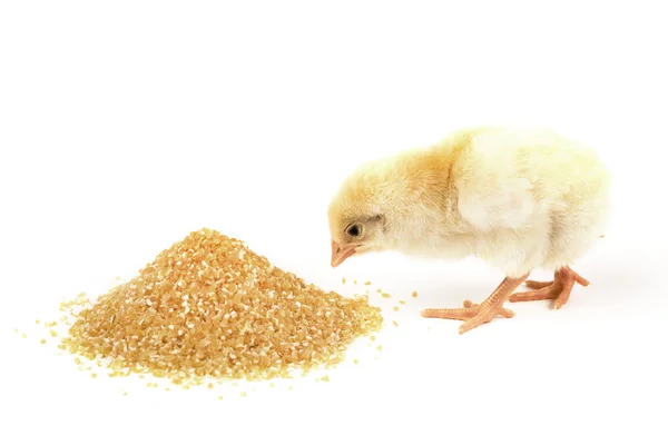 Baby Chicken — Stock Photo, Image