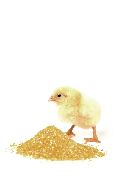 Pollo bambino — Foto Stock