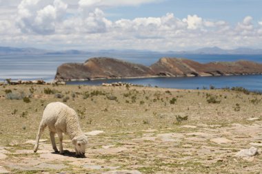 Isla del sol - titicaca koyun