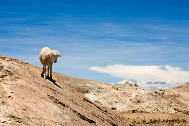 Sheep on Isla del Sol - Titicaca clipart