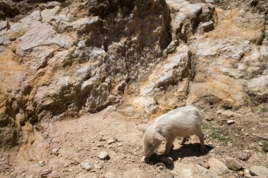 Piglet Isla del sol - titicaca üzerinde