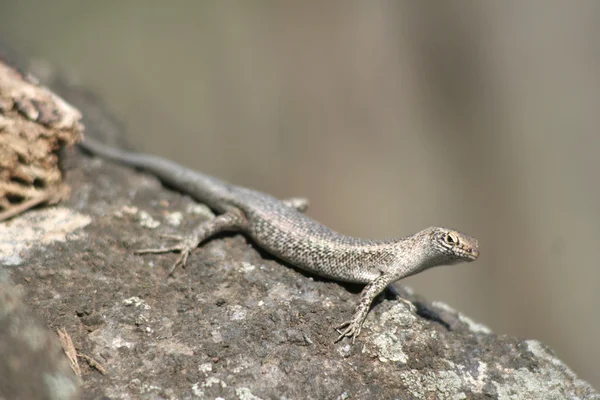 Mabuia Lizard — Stock Photo, Image