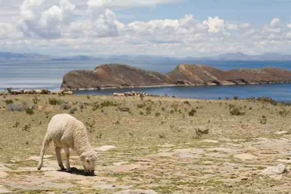 Ovejas en Isla del Sol - Titicaca — Foto de Stock