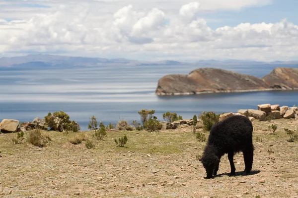 Овцы на острове Соль - Титикака — стоковое фото