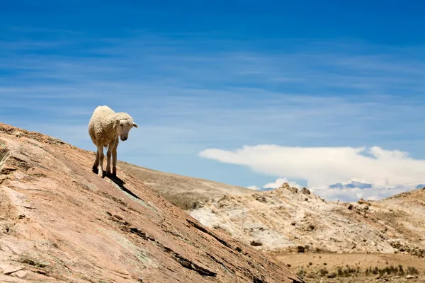 Sheep on Isla del Sol - Titicaca — Stock Photo, Image