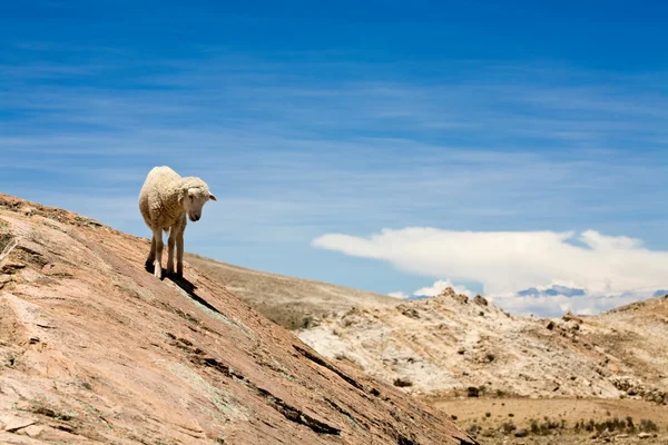 Овцы на острове Соль - Титикака — стоковое фото