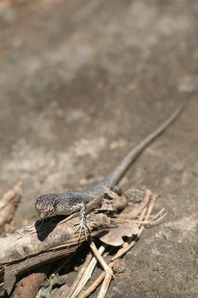 Mabuia 蜥蜴 — 图库照片