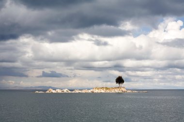 Lonely Island ağaç