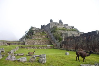 Machu Picchu Llamas clipart