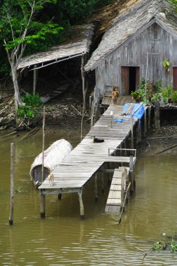 Amazonia yaşam tarzı