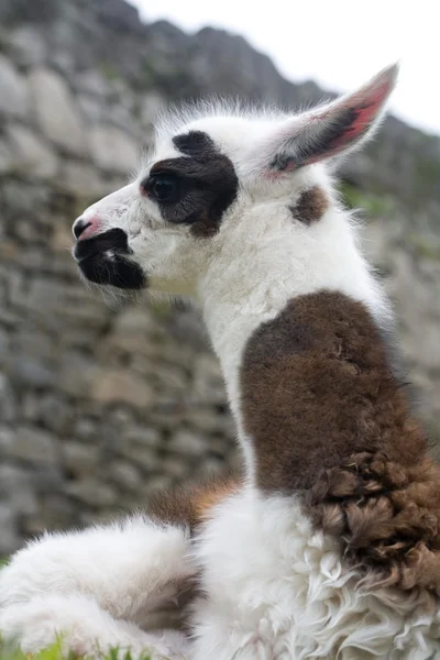 Machu Picchu Llamas — Stock Photo, Image