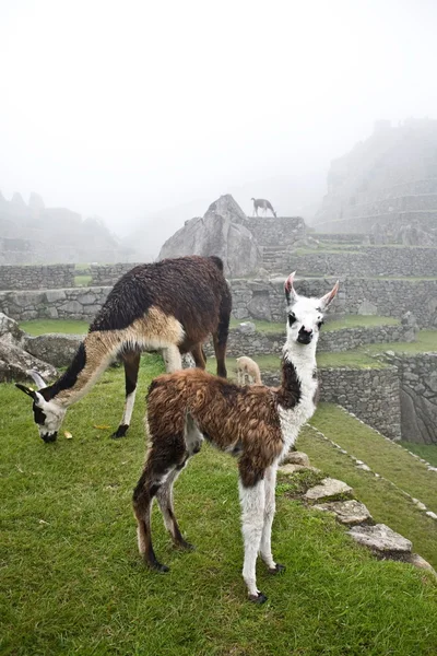 Machu Picchu Llamas — Stok fotoğraf