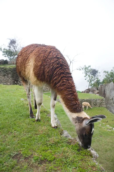 Пикчу Ламас, Мачу — стоковое фото