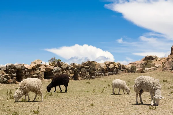 Ovelhas em Isla del Sol - Titicaca — Fotografia de Stock