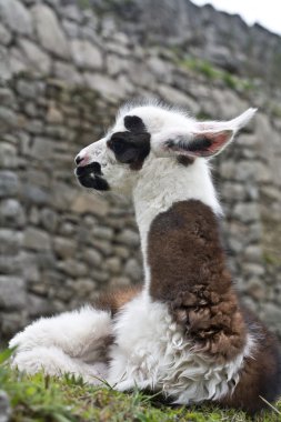 Machu Picchu Llamas clipart