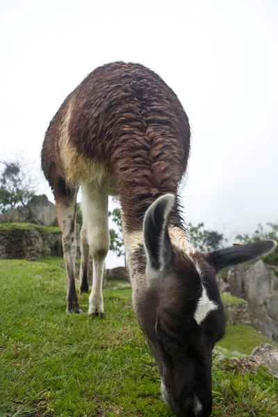 Machu Picchu Llamas — Stok fotoğraf