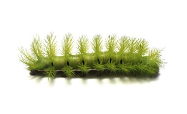 Scary Green Caterpillar clipart