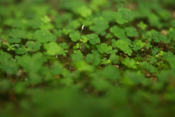 4 葉のクローバーの森 — ストック写真