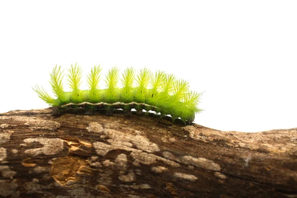 Scary Green Caterpillar — Stock Photo, Image