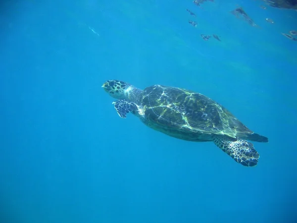 Havssköldpaddan Royaltyfria Stockfoton